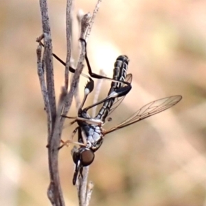 Zaclava sp. (genus) at Aranda Bushland - 10 Feb 2024
