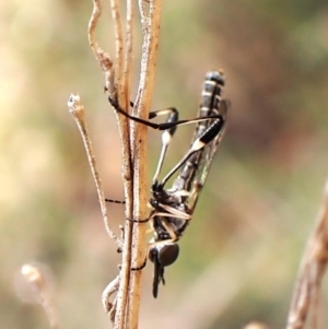 Zaclava sp. (genus) at Aranda Bushland - 10 Feb 2024