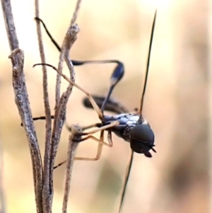 Zaclava sp. (genus) at Aranda Bushland - 10 Feb 2024