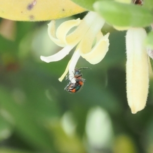 Dicranolaius bellulus at Namadgi National Park - 13 Feb 2024