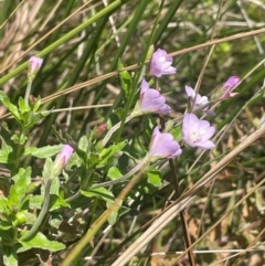 Epilobium billardiereanum subsp. hydrophilum at Brindabella National Park - 14 Feb 2024 by JaneR