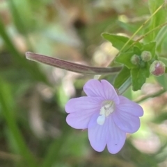 Epilobium billardiereanum subsp. hydrophilum at Brindabella National Park - 14 Feb 2024 01:20 PM