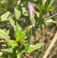 Epilobium billardiereanum subsp. hydrophilum at Brindabella National Park - 14 Feb 2024