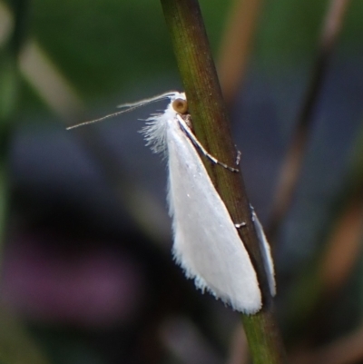 Tipanaea patulella (A Crambid moth) at Black Mountain - 9 Feb 2024 by CathB