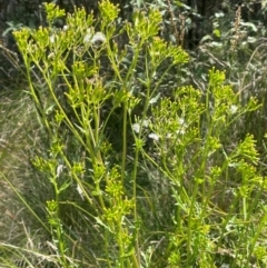 Senecio hispidulus (Hill Fireweed) at Brindabella National Park - 14 Feb 2024 by JaneR