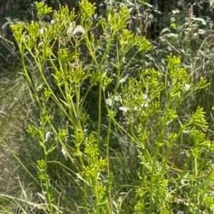Senecio hispidulus at Brindabella National Park - 14 Feb 2024