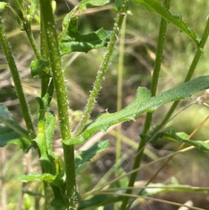 Senecio hispidulus at Brindabella National Park - 14 Feb 2024