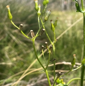 Senecio hispidulus at Brindabella National Park - 14 Feb 2024 01:08 PM