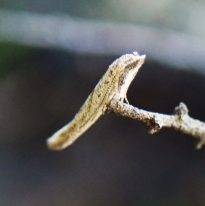 Gnathifera eurybias at Black Mountain - 9 Feb 2024 by CathB