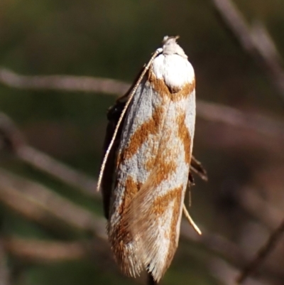 Oxythecta acceptella (Scat Moth) at Aranda Bushland - 10 Feb 2024 by CathB