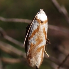 Oxythecta acceptella (Scat Moth) at Aranda Bushland - 10 Feb 2024 by CathB
