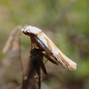 Oxythecta acceptella at Aranda Bushland - 10 Feb 2024 11:04 AM