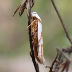 Oxythecta acceptella at Aranda Bushland - 10 Feb 2024