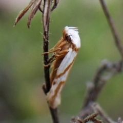 Oxythecta acceptella at Aranda Bushland - 10 Feb 2024