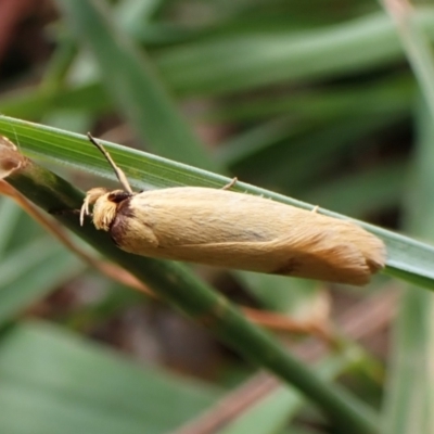 Oecophoridae provisional species 6 at Cook, ACT - 10 Feb 2024 by CathB