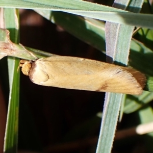 Oecophoridae provisional species 6 at suppressed - 10 Feb 2024