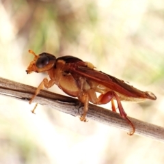 Pergidae sp. (family) (Unidentified Sawfly) at Aranda Bushland - 9 Feb 2024 by CathB