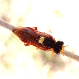 Pergidae sp. (family) at Aranda Bushland - 10 Feb 2024