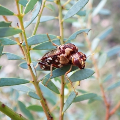 Pergagrapta polita (Sawfly) at Black Mountain - 10 Feb 2024 by CathB