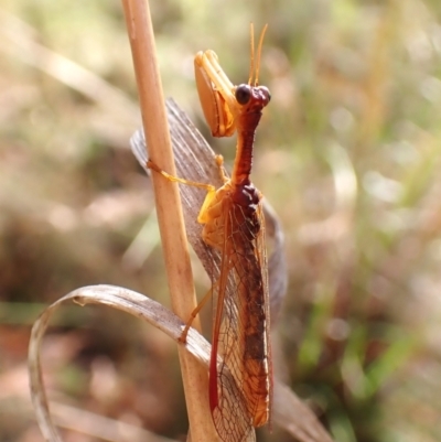 Campion sp. (genus) (Mantis Fly) at Black Mountain - 9 Feb 2024 by CathB