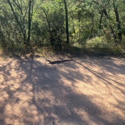 Varanus rosenbergi (Heath or Rosenberg's Monitor) at Lower Cotter Catchment - 11 Feb 2024 by MattBeitzel