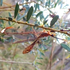 Nymphes myrmeleonoides (Blue eyes lacewing) at Aranda, ACT - 9 Feb 2024 by CathB