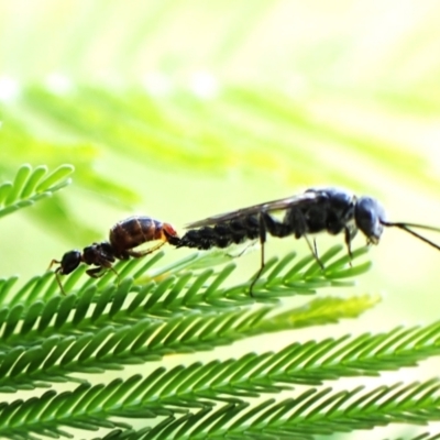 Thynninae (subfamily) (Smooth flower wasp) at Aranda Bushland - 10 Feb 2024 by CathB