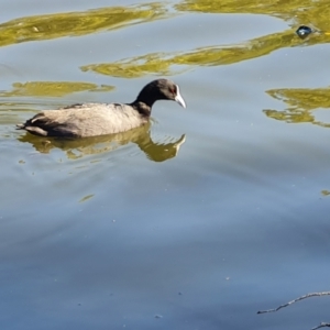 Fulica atra at Adelaide, SA - 15 Feb 2024