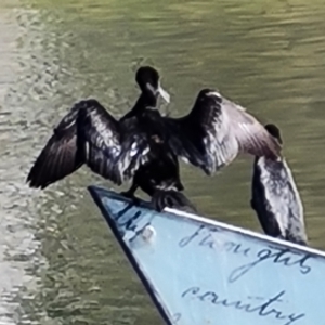 Phalacrocorax sulcirostris at Adelaide, SA - 15 Feb 2024