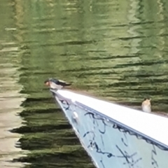 Hirundo neoxena (Welcome Swallow) at Adelaide, SA - 15 Feb 2024 by Mike