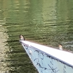 Hirundo neoxena at Adelaide, SA - 15 Feb 2024 09:55 AM