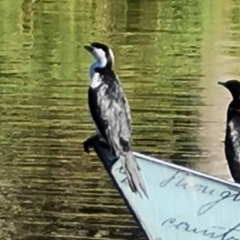 Microcarbo melanoleucos (Little Pied Cormorant) at Adelaide, SA - 15 Feb 2024 by Mike