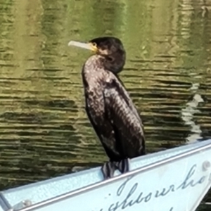 Phalacrocorax carbo at Adelaide, SA - 15 Feb 2024 09:50 AM