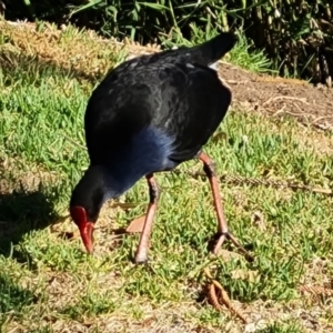 Porphyrio melanotus at Adelaide, SA - 15 Feb 2024