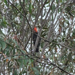 Callocephalon fimbriatum (Gang-gang Cockatoo) at Captains Flat, NSW - 15 Feb 2024 by Csteele4