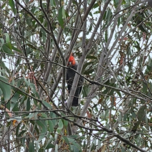 Callocephalon fimbriatum at QPRC LGA - 15 Feb 2024