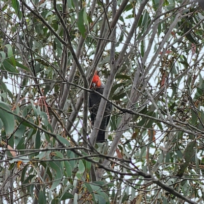 Callocephalon fimbriatum (Gang-gang Cockatoo) at Captains Flat, NSW - 15 Feb 2024 by Csteele4