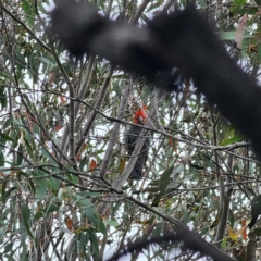 Callocephalon fimbriatum at QPRC LGA - 15 Feb 2024