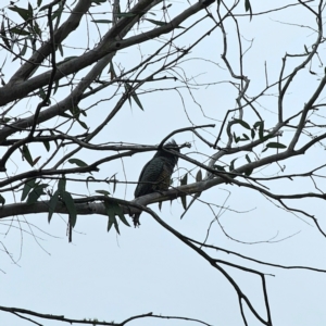 Callocephalon fimbriatum at QPRC LGA - 15 Feb 2024