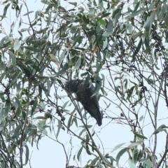 Callocephalon fimbriatum at QPRC LGA - 15 Feb 2024