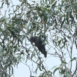 Callocephalon fimbriatum at QPRC LGA - suppressed