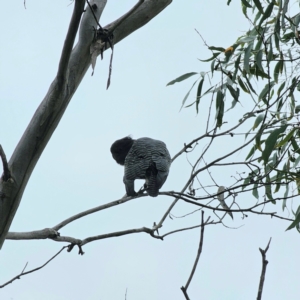 Callocephalon fimbriatum at QPRC LGA - 15 Feb 2024