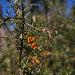 Dillwynia sieberi (A Parrot Pea) at Cuumbeun Nature Reserve - 14 Feb 2024 by Csteele4