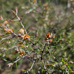 Dillwynia sieberi at QPRC LGA - 14 Feb 2024