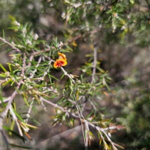 Dillwynia sieberi at QPRC LGA - 14 Feb 2024