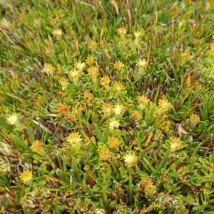 Actinotus suffocatus at Florentine, TAS - 6 Feb 2024