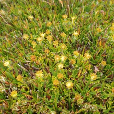 Actinotus suffocatus (Crimson Flannel-flower) at Florentine, TAS - 6 Feb 2024 by Detritivore