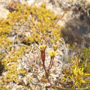 Campynema lineare at Mount Field National Park - 6 Feb 2024