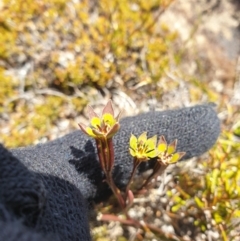 Campynema lineare at Mount Field National Park - 6 Feb 2024 12:18 PM