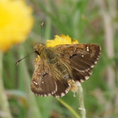 Atkinsia dominula (Two-brand grass-skipper) at Tharwa, ACT - 7 Feb 2024 by DPRees125